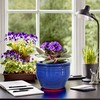 Dphagesy African Violet Pots Self Watering 6 inch Round Ceramic