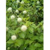 Fresh Buttonbush, Honeyball Shrub (Cephalanthis occidentalis), 70 seeds