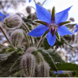 Borage Herb Seeds, 125+ Premium Heirloom Seeds, (Isla's Garden Seeds) Wonderful addition to your home herb garden!, 85% Germination Rate,
