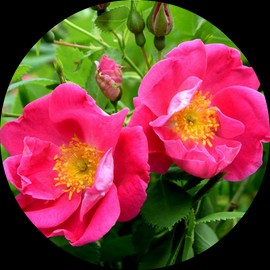 Living Libations Rose, Apothecary Absolute, 2.5ml