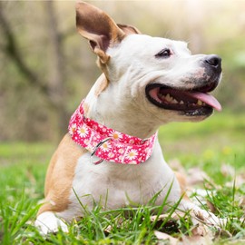 1.5 Inch Martingale Dog Collar - No Pull Daisy Design Nylon Training Collar for Medium, Large & XL Dogs | Heavy Duty Adjustable Choke-Free Collar for Large Breed Pets (Hot Pink Daisy L