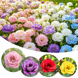 50+ Mixed Perennial Lisianthus Seeds for Planting - Non-GMO Lisianthus Flower Seeds, Vibrant Blooms for Garden & Bouquets