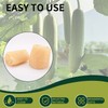 Esponja Luffa Natural Orgánica 100% Ecológica para Baño y Limpieza