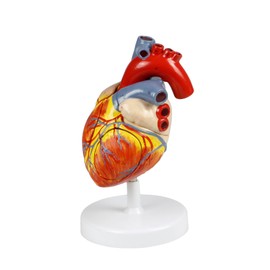 Science Resource S09020 Human Heart Model - 4 Parts | 2X Life-Size | Shows External and Internal Anatomy Detail with Ventricles, Atria, Valves, Veins and Aorta | Labelled Diagram Included