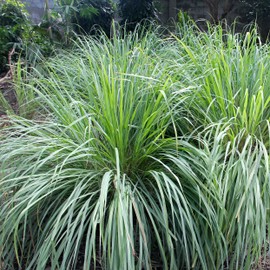 Outsidepride Lemon Grass Plant Seeds - 1000 Seeds
