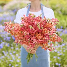 Eden Brothers Snapdragon Seeds - Chantilly Bronze