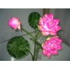 Plastic Artificial Lotus Flower Stick 40" Long