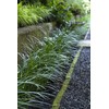 Super Blue Liriope Muscari - 10 Bare Root Plants -