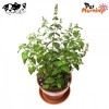 펫모닝 고양이 캣닢 화분 재배세트 PMC 296 PetMorning Catnip Planting