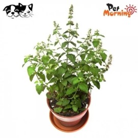 펫모닝 고양이 캣닢 화분 재배세트 PMC 296 PetMorning Catnip Planting Set PMC 296