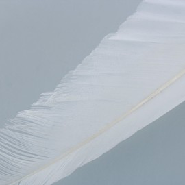 Quill Feathers White 12 Pk by PD