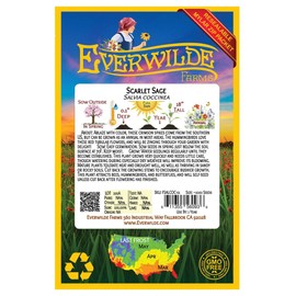 Everwilde Farms - 1000 Scarlet Sage Native Wildflower Seeds - Gold Vault Jumbo Seed Packet