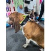 Collar Táctico Para Perro Con Parche De Datos Personalizado