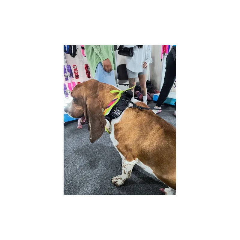 Collar Táctico Para Perro Con Parche De Datos Personalizado