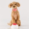 Elegant Little Tail Spring Dog Collar, Strawberry Print Cotton Soft