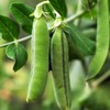 60 Early Frosty Pea Seeds for Planting Heirloom Non GMO