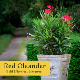3 Nerium Red Oleander Shrubs | Live Plants in 2.5-inch Nursery Cubes | Jannoch Variety | Deer-Resistant Evergreen Perennial | Stunning Red Blooms for Outdoor Hedges & Garden Landscaping