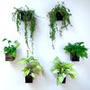 LaLaGreen Wall Planter - 6 Pack, 4 Inch Square Metal