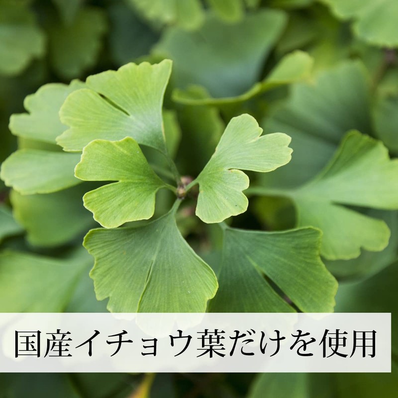 Natural Health Co. Ginkgo Leaf Tea 0.2 oz (5 g)