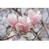 Tree Saucer Magnolia Tree/Shrub - 6-12" Tall - Live Plant