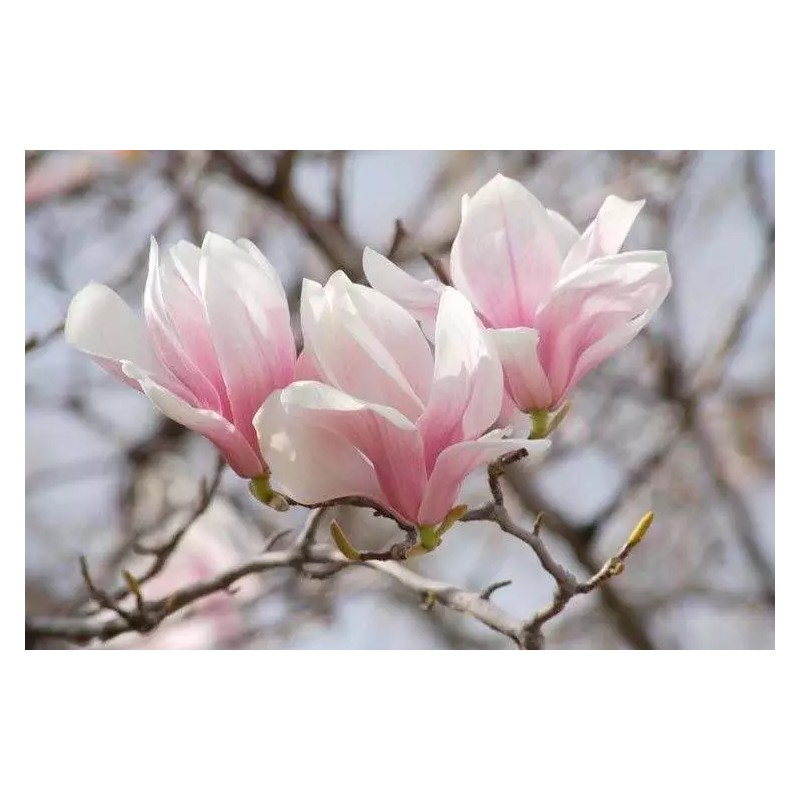 Tree Saucer Magnolia Tree/Shrub - 6-12" Tall - Live Plant