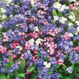 Eden Brothers Forget Me Not Seeds - Mixed Colors