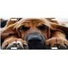 Fast Service Designs Bloodhound Dog License Plate Canine Breed Emblem
