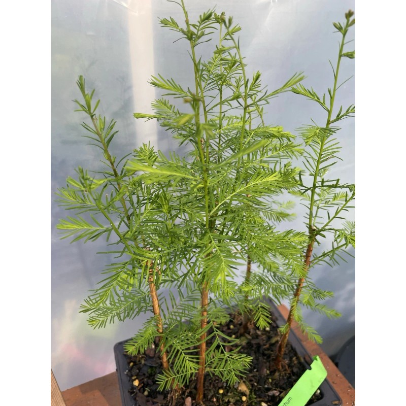 Tree 5 Tree Bald Cypress - Forest Bonsai