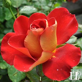Own-Root One Gallon Ketchup & Mustard Floribunda Rose by Heirloom Roses