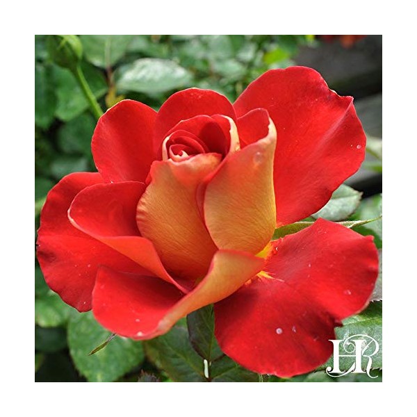 Own-Root One Gallon Ketchup & Mustard Floribunda Rose by Heirloom