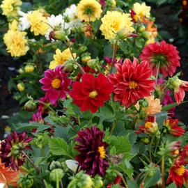 Outsidepride Dahlia Opera Mix - 400 Seeds