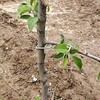 LEILIN The fruit branch spreader forms stronger branches on cherries