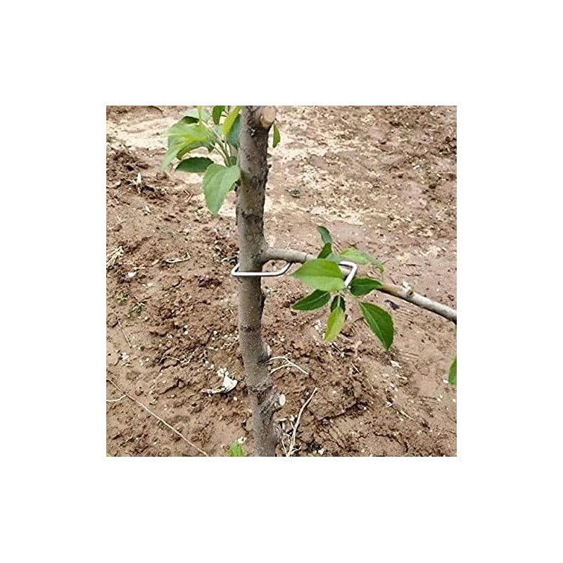 LEILIN The fruit branch spreader forms stronger branches on cherries