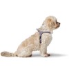 HUNTER SOHO MINI Dog Harness, Colour: Light Blue, Cowhide Leather,