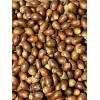 2 Lbs Pounds Acorns White & Red Oak Fresh 2024