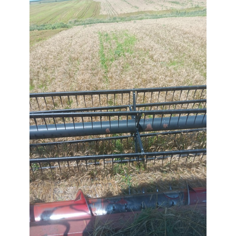 Early Morning Harvest Organic Bread Flour - Made from Non-GMO