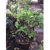 Very Large Jade Plants, with Roots, 2 feet Tall Ready