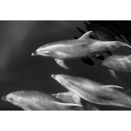 IKEA BJORKSTA Dolphins Picture (No Frame), 55 x 39 ¼ " -New 705.277.15