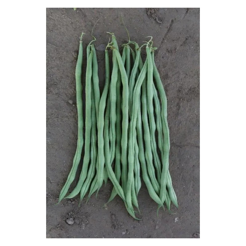 ATLAS Asparagus Bean -Atlas Long Slim