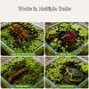 Duckweed Remover Tool for Aquarium, Floating Plant Skimmer