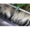 CLONE KING 36 Site Aeroponic Cloning Machine. Expect 100% Success