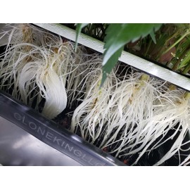 CLONE KING 36 Site Aeroponic Cloning Machine. Expect 100% Success Rates!