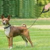 Correa para Perros, Correa de Acero,Correa para Perro de Alta,Perfecta