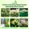Outsidepride Dioicus Aruncus Flower Seeds - 50 Pcs Perennial Hardy,