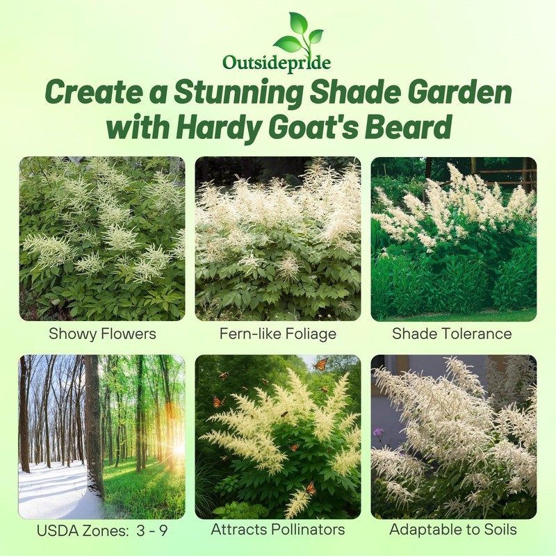 Outsidepride Dioicus Aruncus Flower Seeds - 50 Pcs Perennial Hardy,