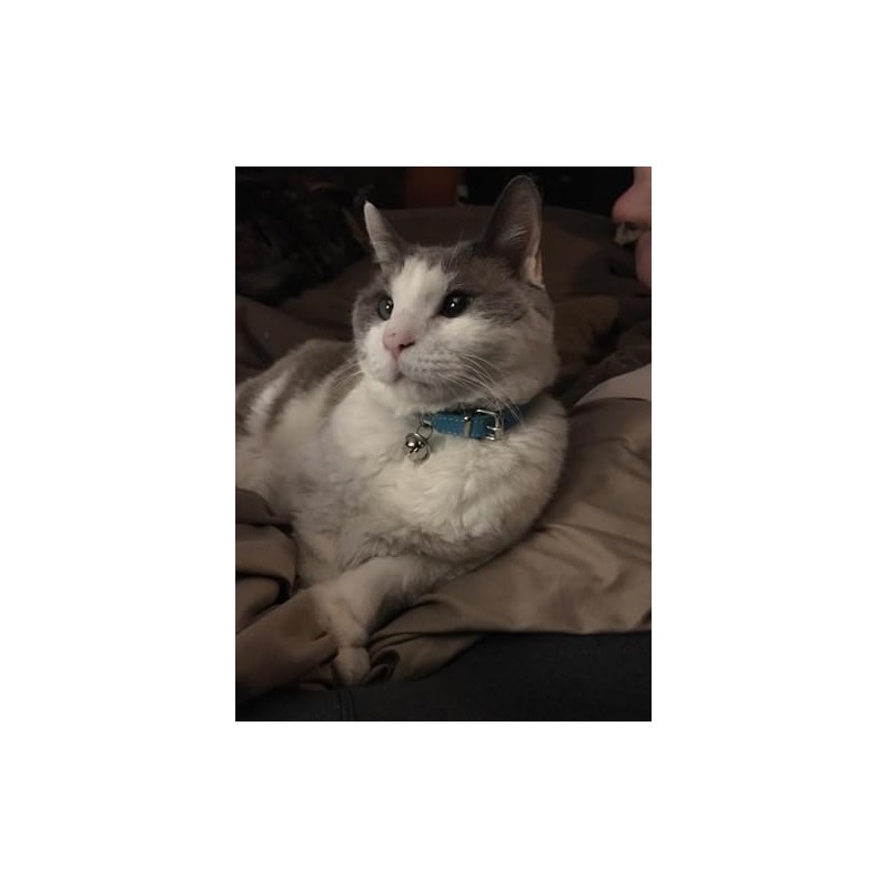 Turquoise Blue Leather Pet Collars for Cats Puppy, Adjustable 8"-10.5"