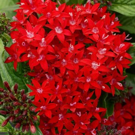 1000+ Perennial Pentas Lucky Star Seeds for Planting Outdoor-Pentas Lanceolata Flowers Non-GMO -Egyptian Star Cluster Seeds Garden Home Plant