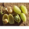 Organic Garbanzo Beans (ChickPeas)-Raw/Non-GMO/Kosher Sproutable Low Sodium Bulk Vegan Dietary