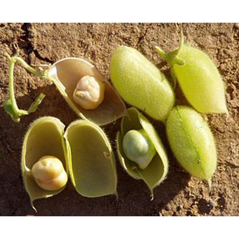 Organic Garbanzo Beans (ChickPeas)-Raw/Non-GMO/Kosher Sproutable Low Sodium Bulk Vegan Dietary