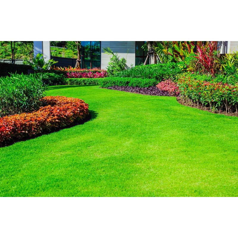 Super Absorbent Polymer Helps Plant Growth and Plant Establishment (5